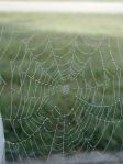 spider web